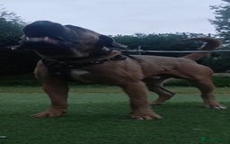 Cane Corso dogs for stud: Russian import cane corso - Image 5