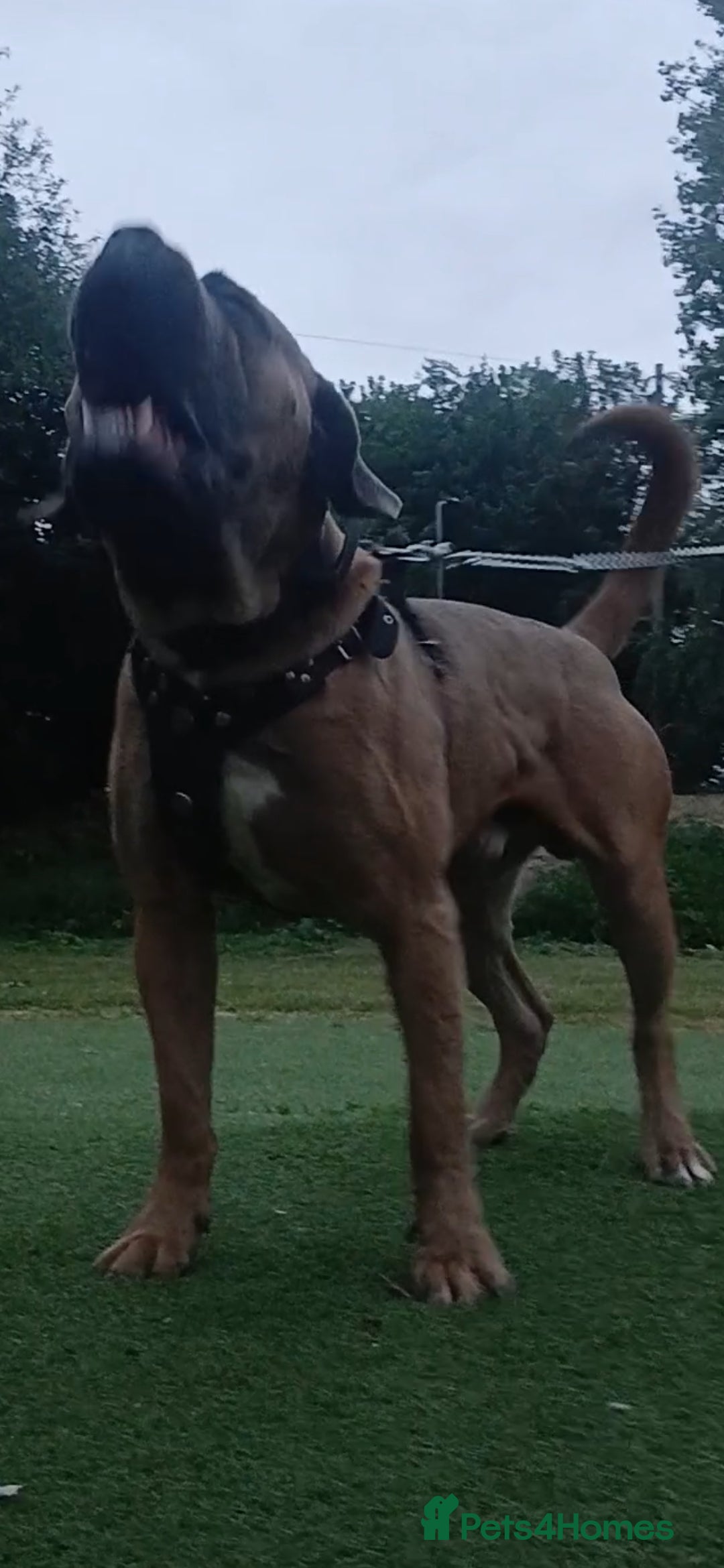 Cane Corso dogs for stud: Russian import cane corso - Image 5