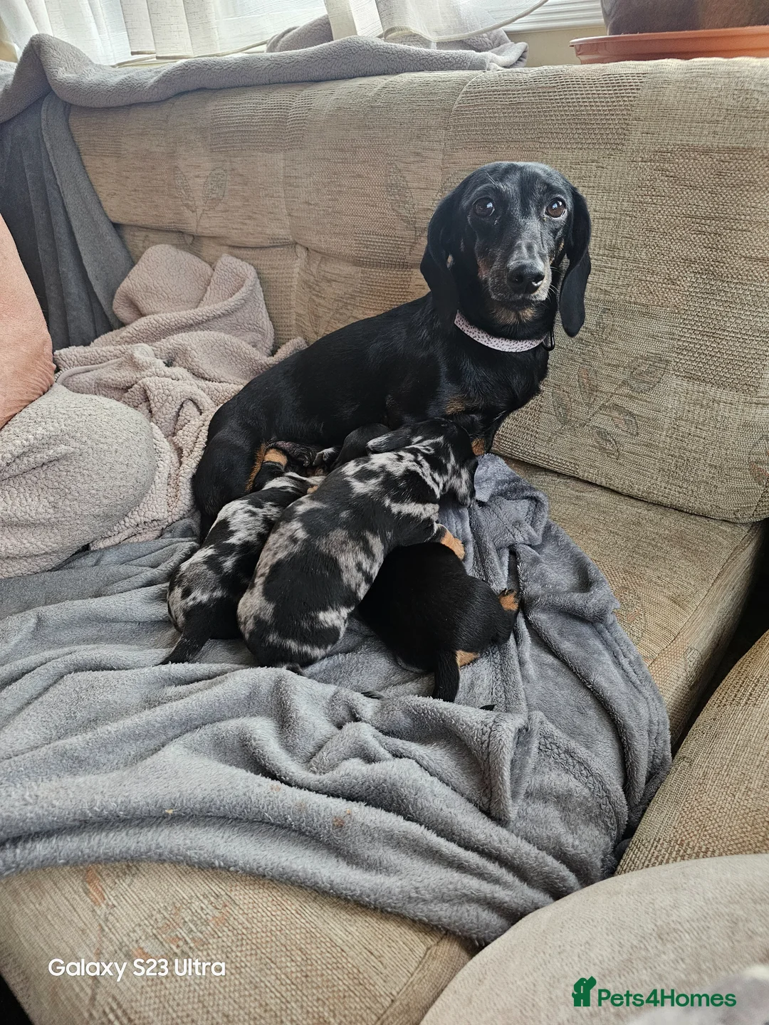 Miniature Dachshund dogs for sale: Miniature Dachshund - Advert 10