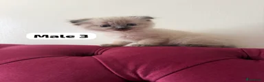 Scottish Fold 3
