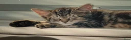 British Shorthair cats for sale: Pair of Gorgeous Kittens - Tabby and Ginger - 2  in Blackpool - Advert 4
