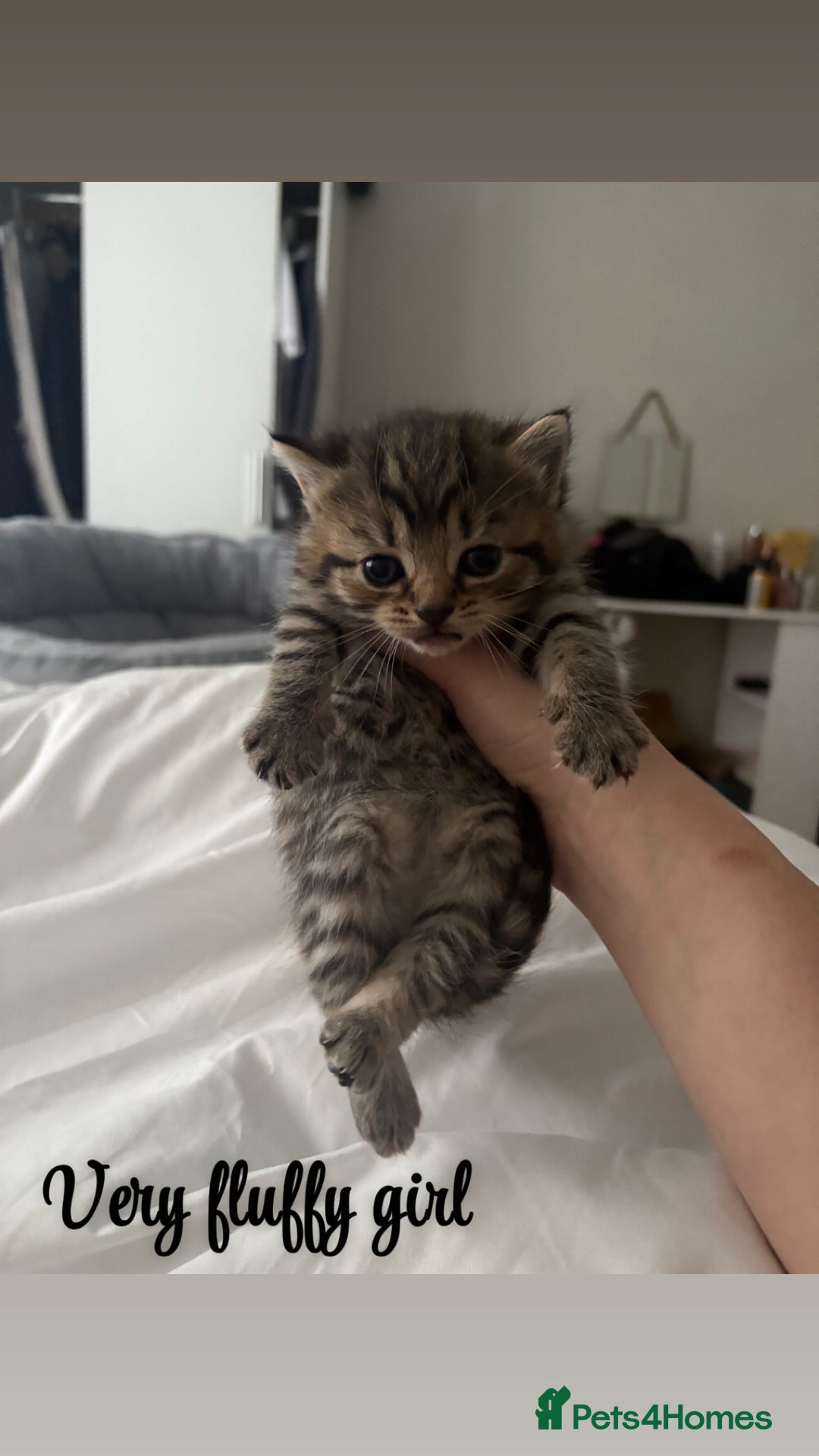 Siberian cats for sale: Beautiful British short hair x kittens  - Advert 5