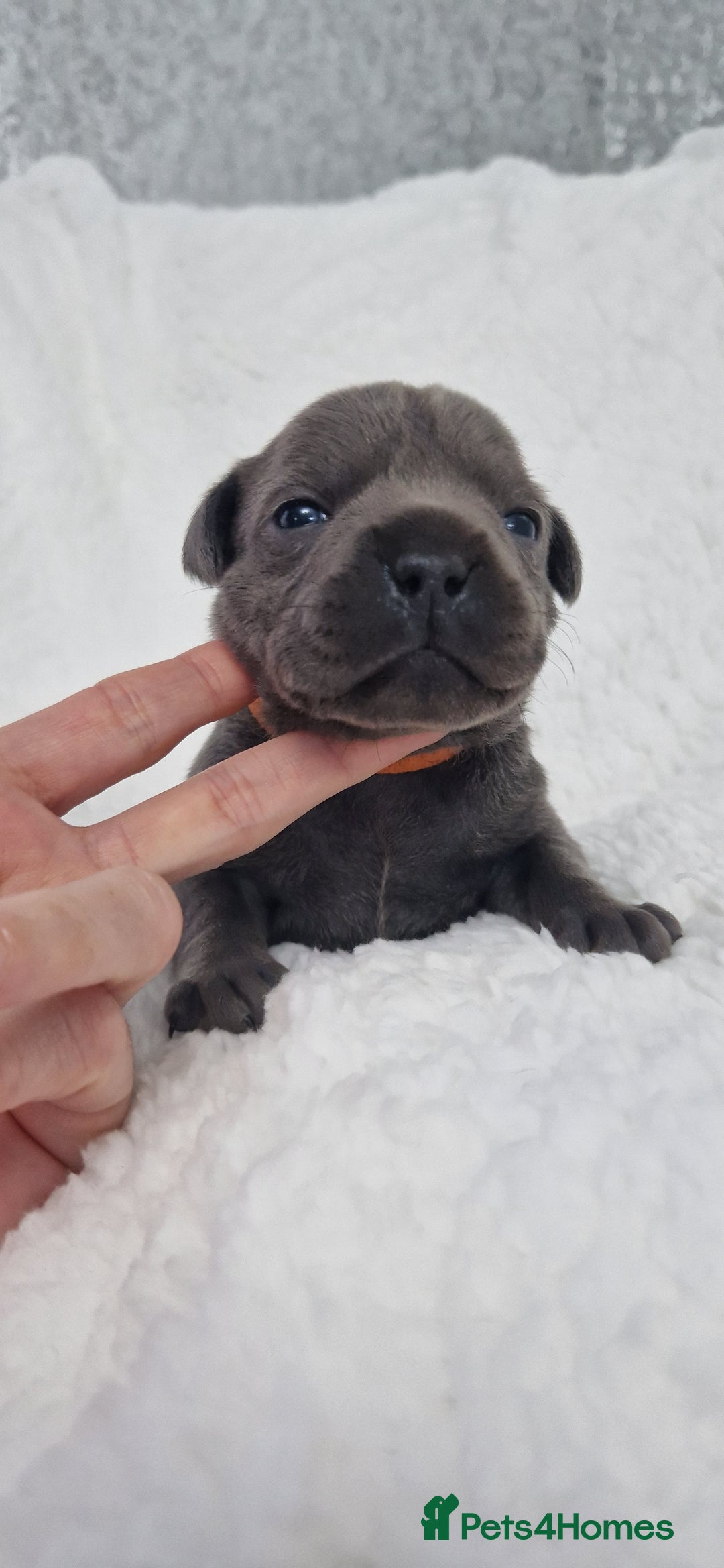 Staffordshire Bull Terrier dogs for sale: 4 Kc Reg Staffordshire Bull Terrier Females 🩷 - Advert 16