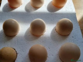 Chickens poultry Silkie Hatching eggs - Advert 4