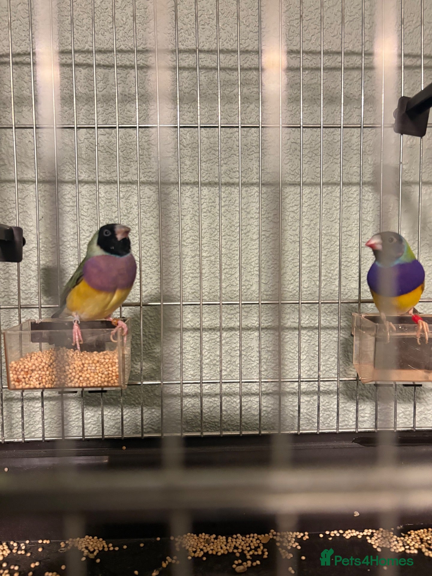 Finches birds Gouldian finch - Advert 1