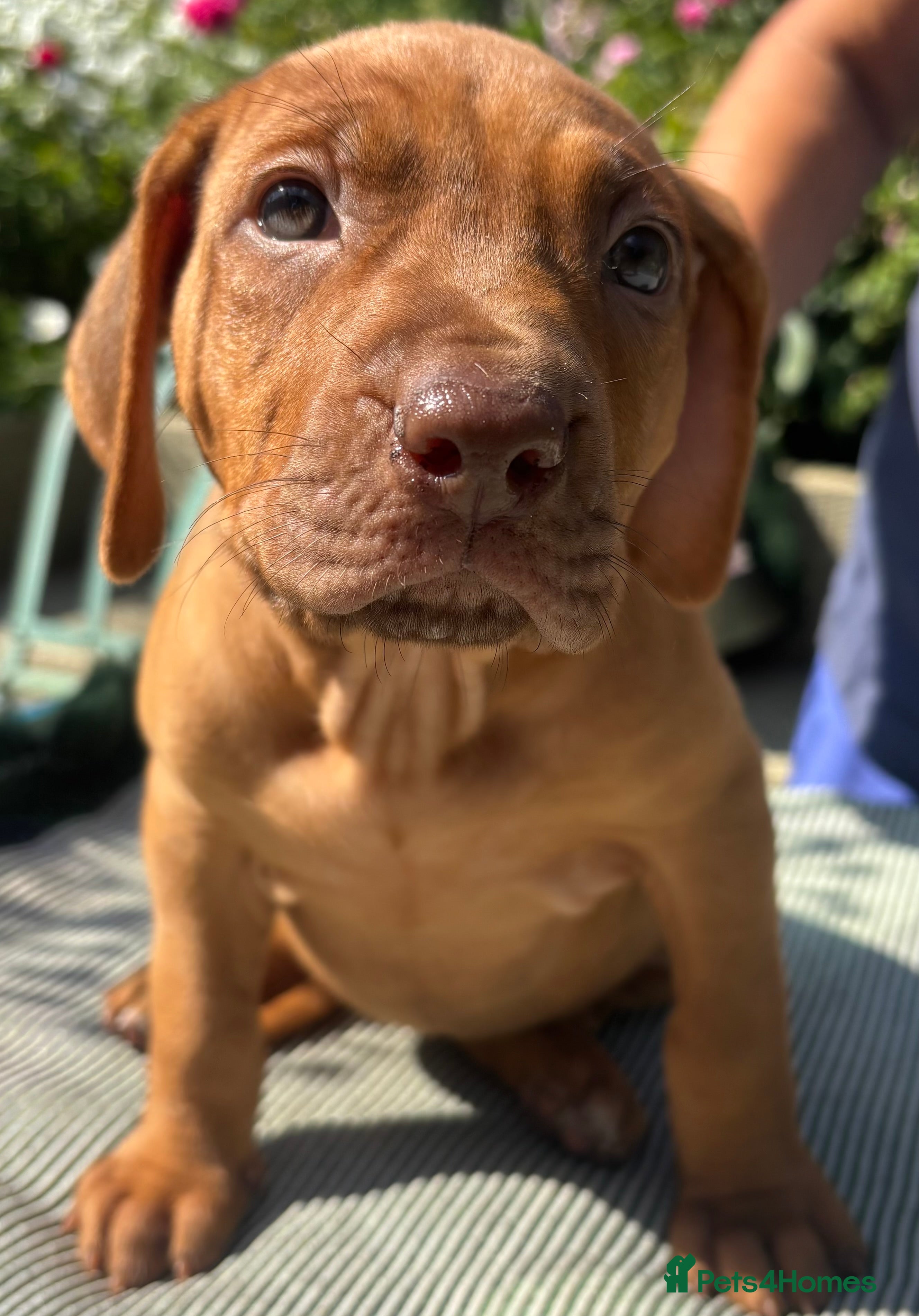 Rhodesian Ridgeback dogs Rhodesian Ridgeback puppies  - Advert 2