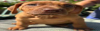 Rhodesian Ridgeback 4
