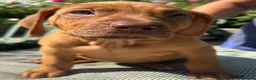Rhodesian Ridgeback dogs for sale: Rhodesian Ridgeback puppies  - Advert 2