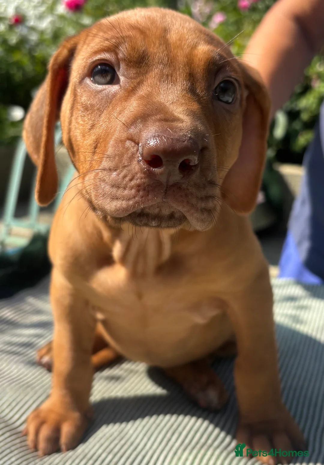 Rhodesian Ridgeback dogs for sale: Rhodesian Ridgeback puppies  - Advert 2