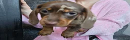 Dachshund dogs for sale: Beautiful miniture Dashounds - Advert 5