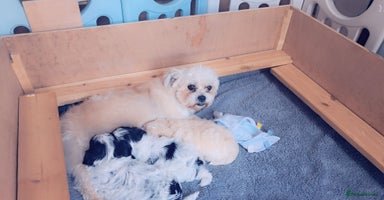 Mixed Breed dogs - Advert 6