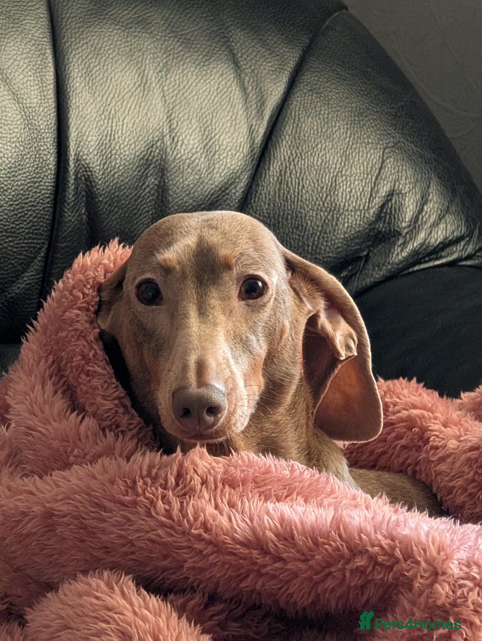 Dachshund dogs Two miniature Dachshund's for sale  - Advert 2