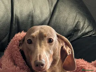 Dachshund dogs Two miniature Dachshund's for sale - Advert 1