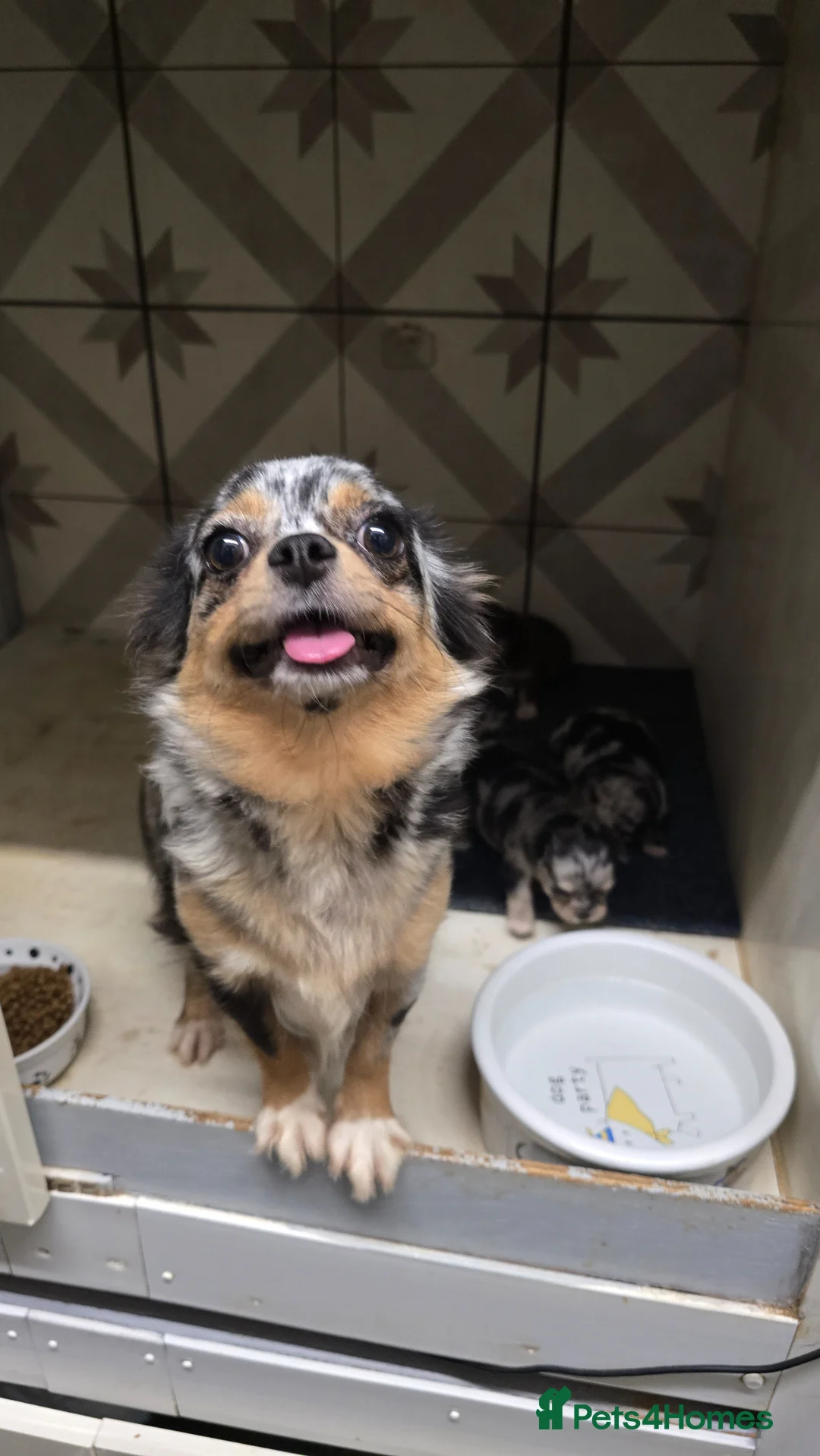 Chihuahua dogs for sale: Chihuahua girls, apple heads and short faces  - Advert 2