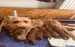 Cockapoo dogs for sale: Gorgeous F1b fox red cockapoo puppies  - Image 2