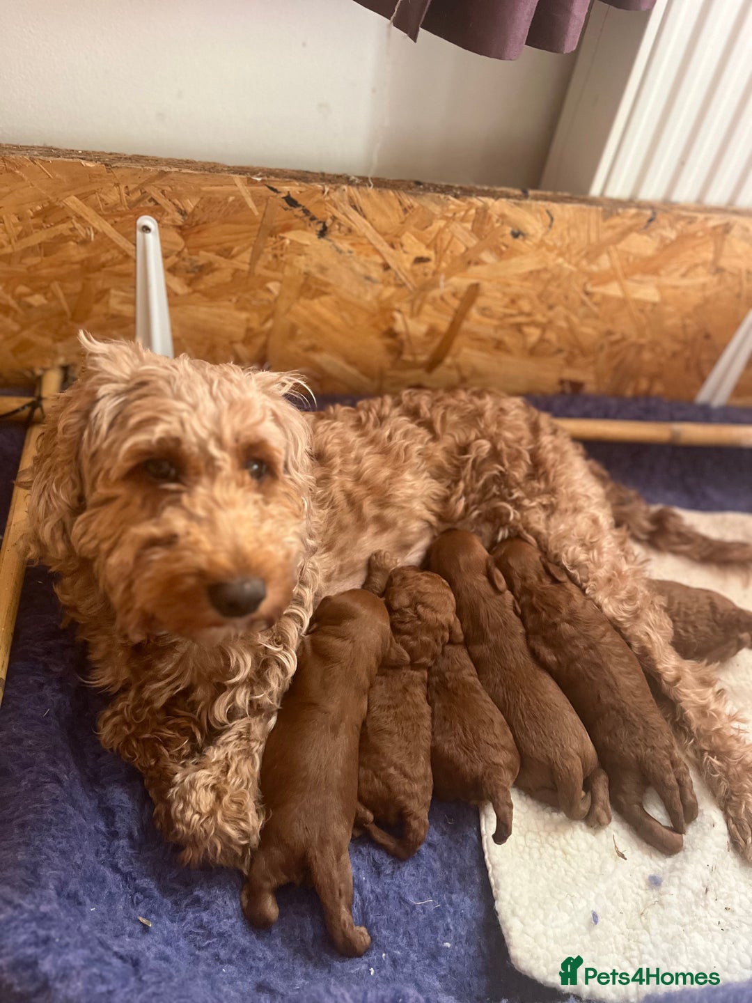 Cockapoo dogs for sale: Gorgeous F1b fox red cockapoo puppies  - Image 2