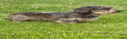 Miniature Dachshund dogs for sale: Miniature wire haired Dachshund - Advert 3