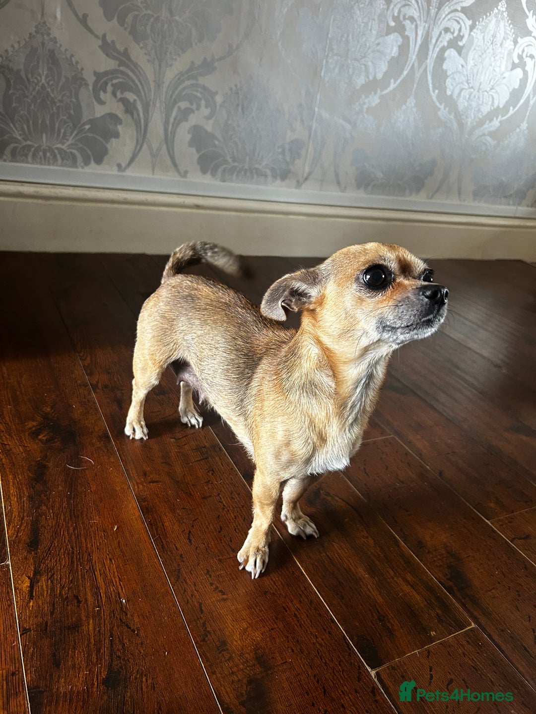 Chihuahua dogs for sale: 3 Gorgeous Chihuahua pups  - Image 9