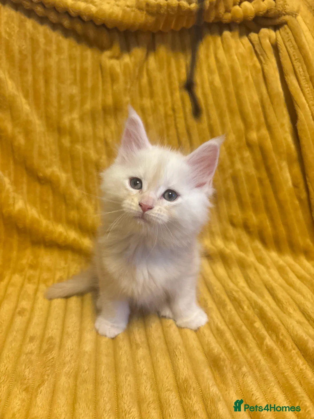 Maine Coon cats for sale: 3 Maine coon kittens looking for a loving home  - Advert 2