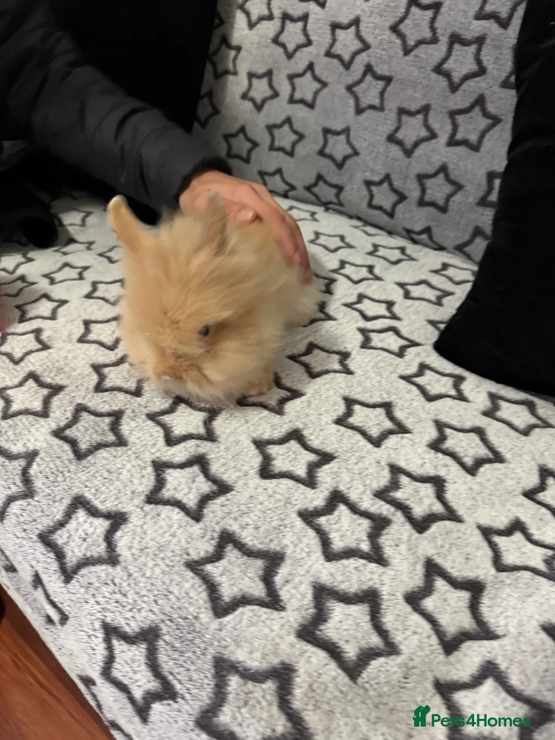 Mini Lop rabbits for sale: Mini lop for sale - Advert 3