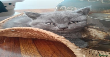 British Shorthair cats - Advert 13