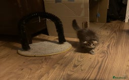 Scottish Fold cats for sale: 1 fold 2 straight Scottish darlings  - Image 32