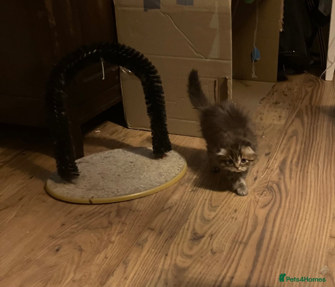 Scottish Fold cats for sale: 1 fold 2 straight Scottish darlings  - Image 32