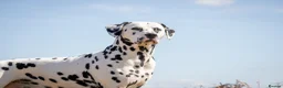 Dalmatian dogs for stud: Health tested, tv and advert star Dalmatian   in Aberdare - Advert 6