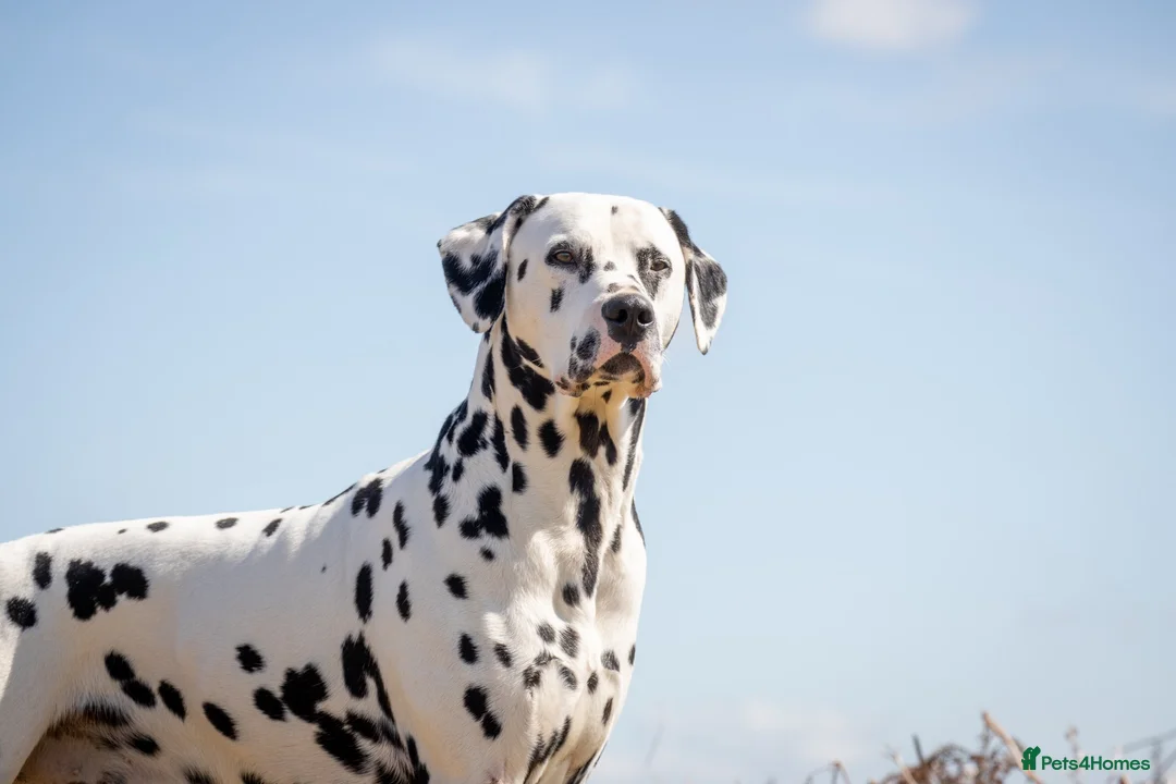 Dalmatian dogs for stud: Health tested, tv and advert star Dalmatian   in Aberdare - Advert 6