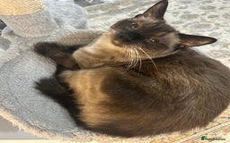 Siamese cats for sale: Cute and lively Siamese and Ragdoll mix cat Female - Image 2