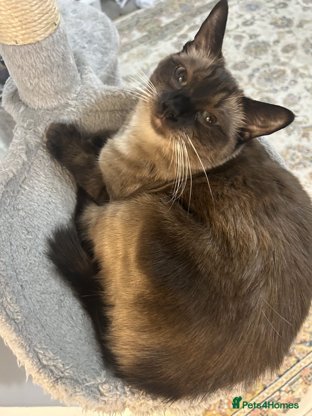 Siamese cats for sale: Cute and lively Siamese and Ragdoll mix cat Female - Image 2