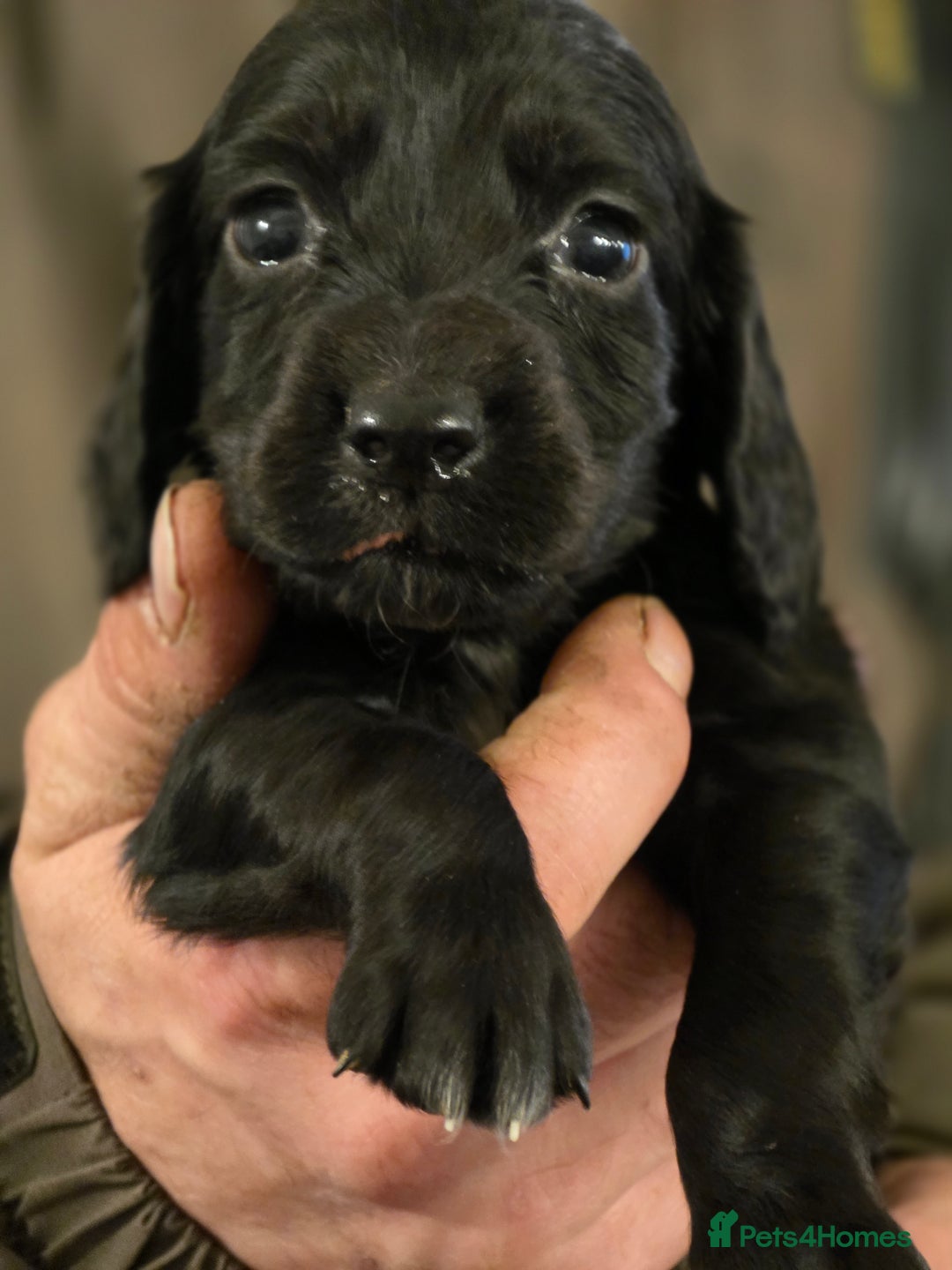 Cocker Spaniel dogs for sale: A stunning litter of cocker spaniel puppies  - Advert 7