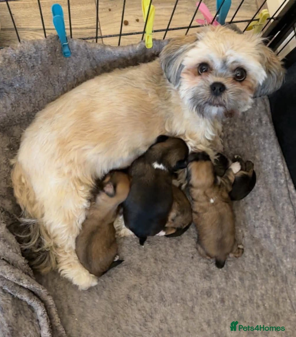 Lhasa Apso dogs Lhasa apso pups for sale  - Advert 2