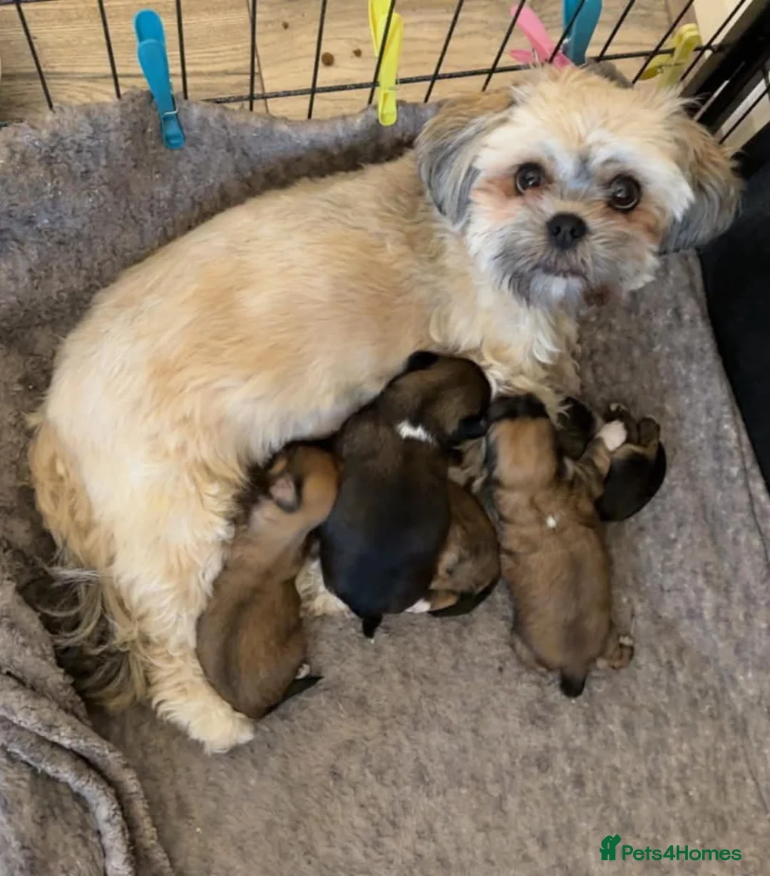 Lhasa Apso dogs for sale: Lhasa apso pups for sale  - Advert 1