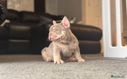 French Bulldog dogs for stud: 🏆KING HADE BEST ROJO AND TAN🏆 in Sittingbourne - Image 14