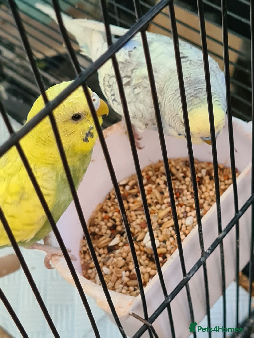Budgerigars birds for sale: 4 X YOUNG BUDGIES COMPLETE WITH CAGE  - Advert 7