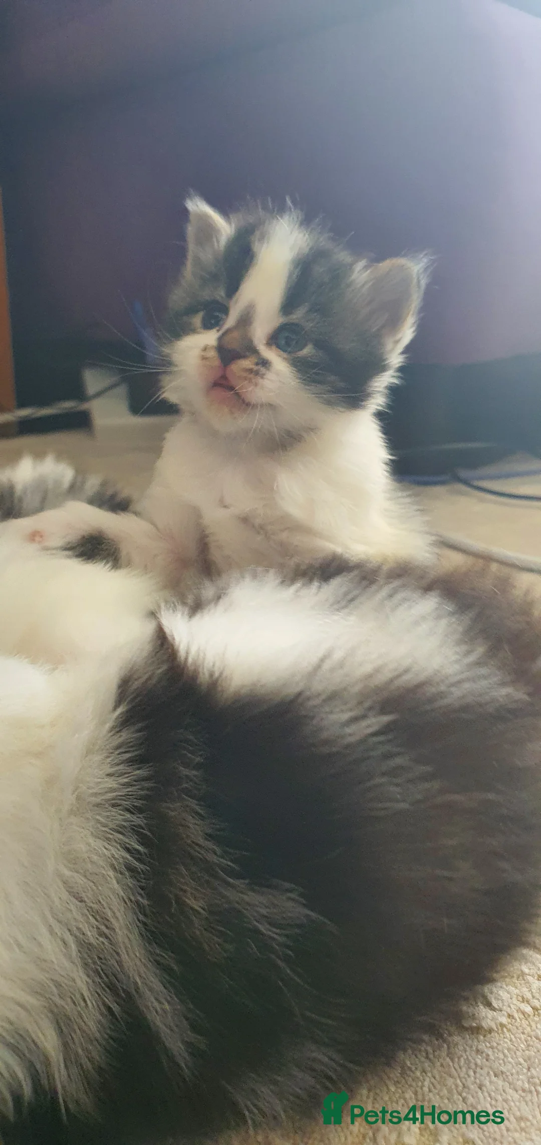 Persian cats for sale: Adorable Persian Kittens in Southend-on-Sea - Advert 2