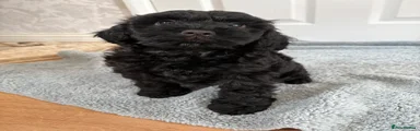 Cockapoo 4