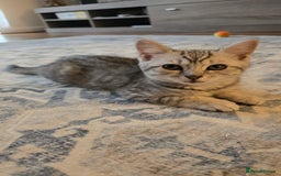 Mixed Breed cats for sale: 5 beautiful and energetic kittens!!! - Advert 4