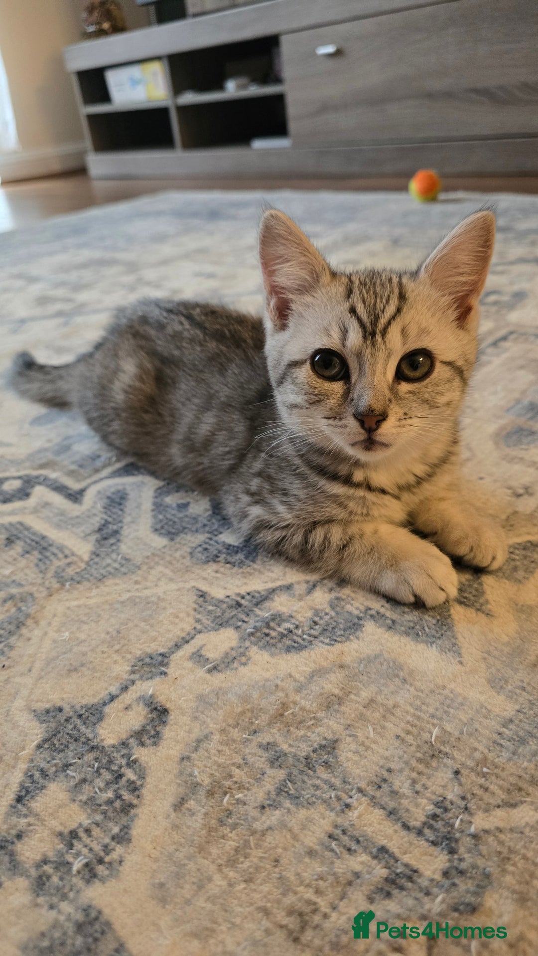 Mixed Breed cats for sale: 5 beautiful and energetic kittens!!! - Advert 4