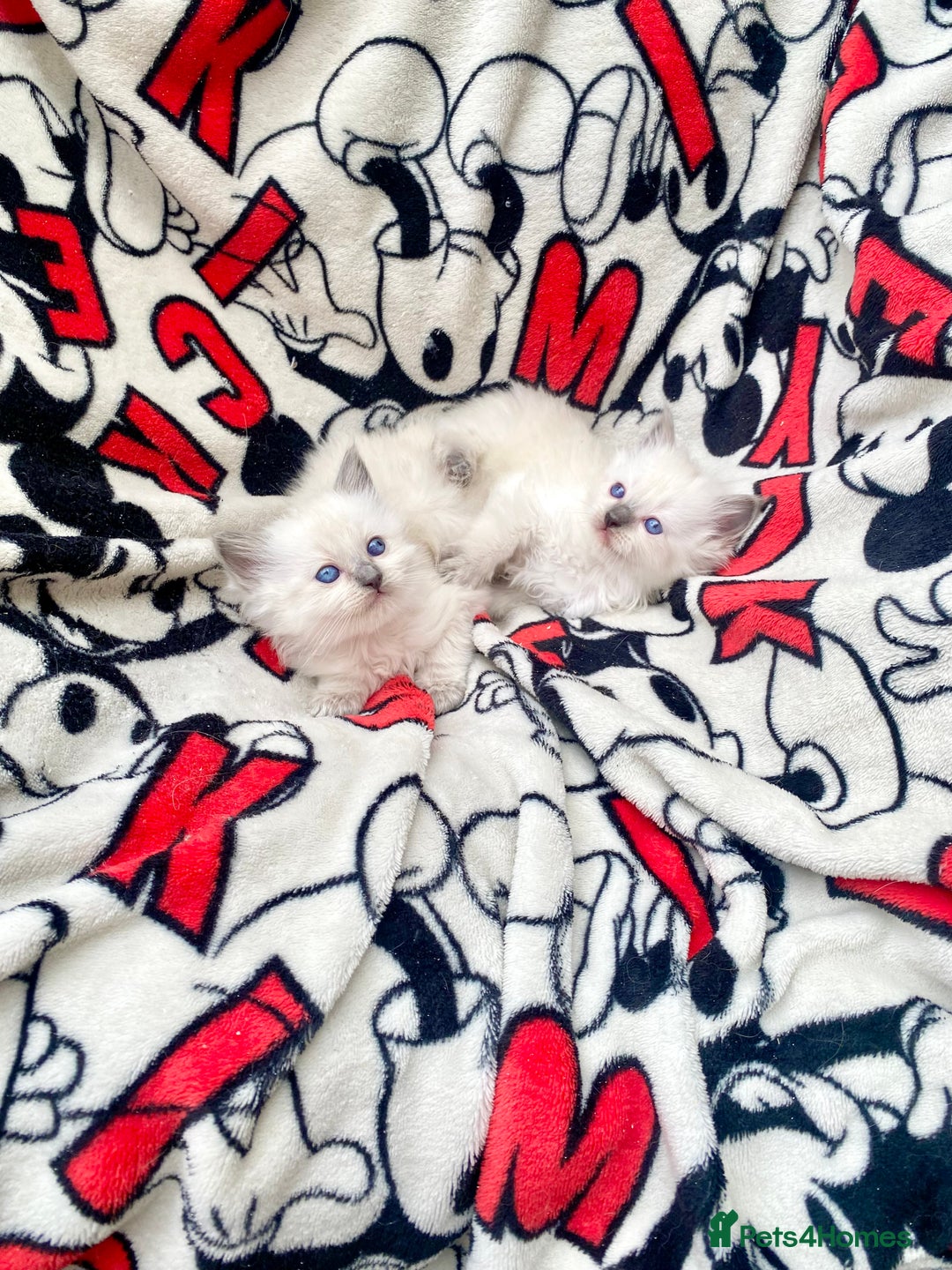 Ragdoll cats for sale: Ragdoll kittens  - Image 9