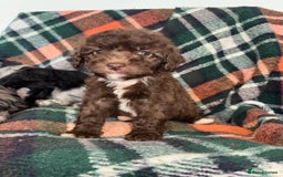 Cockapoo dogs for sale: Cockapoo Puppies  - Image 16