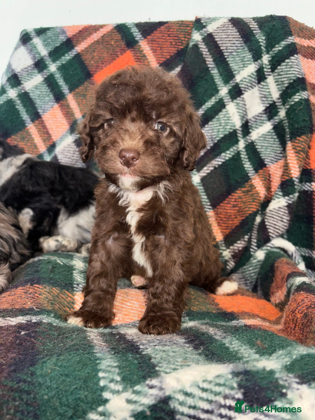 Cockapoo dogs for sale: Cockapoo Puppies  - Image 16