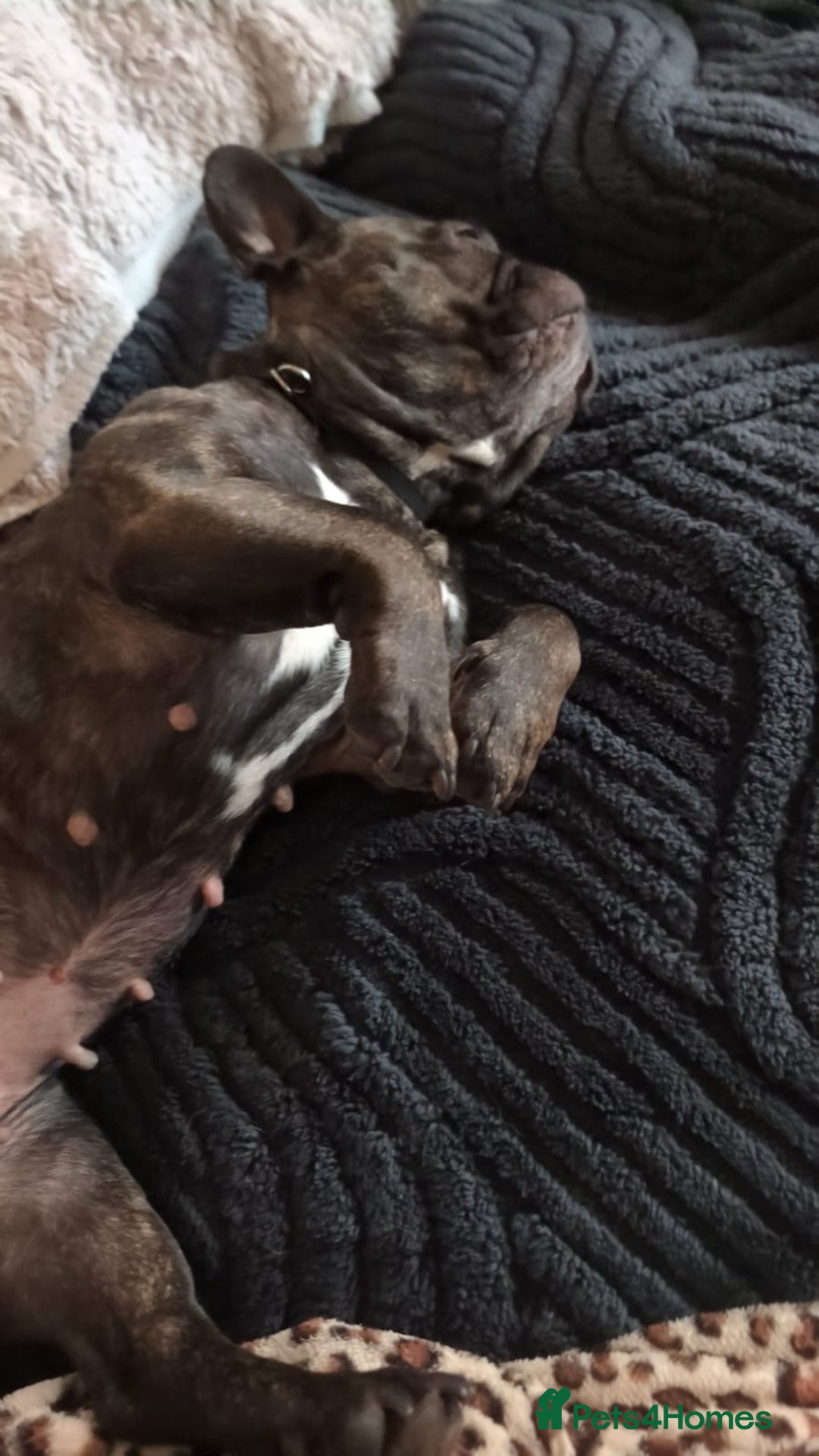 French Bulldog dogs for sale: Livy loveable French bull dog brindle  - Advert 3