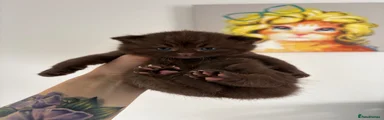 Kitten 2