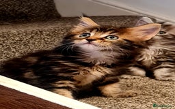 Maine Coon cats for sale: Mainecoon Kittens available  - Image 5