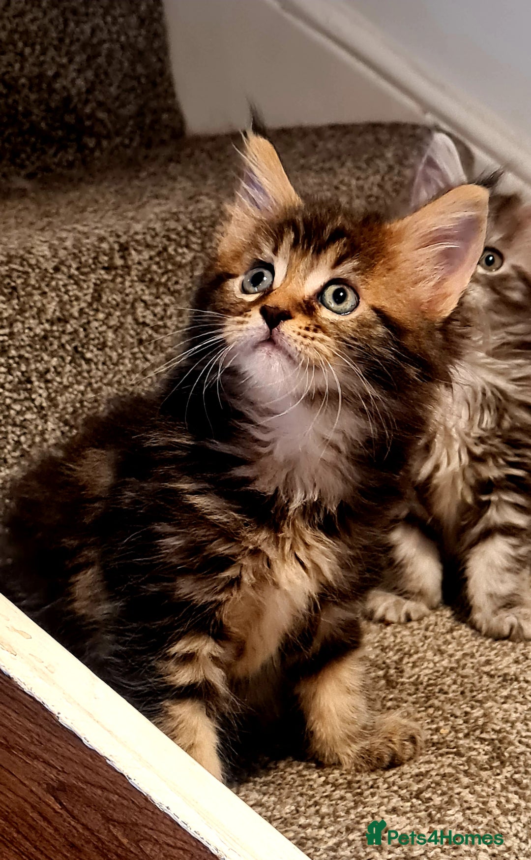 Maine Coon cats for sale: Mainecoon Kittens available  - Image 5