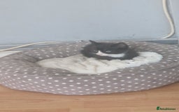 Mixed Breed cats for sale: Kittens ×5 - Image 3