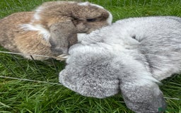 English rabbits for sale: Rabbits for rehoming  - Image 7