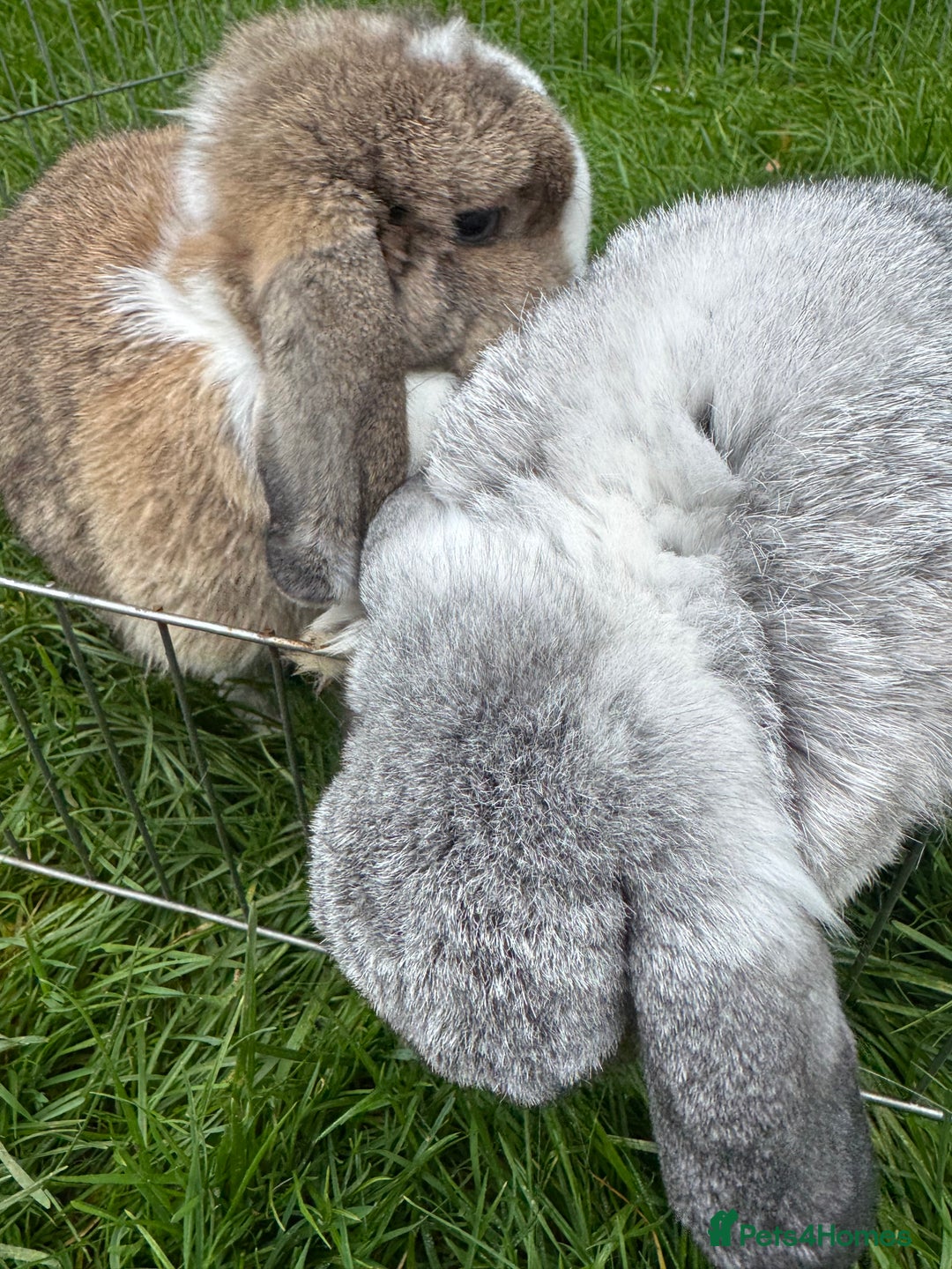 English rabbits for sale: Rabbits for rehoming  - Image 7